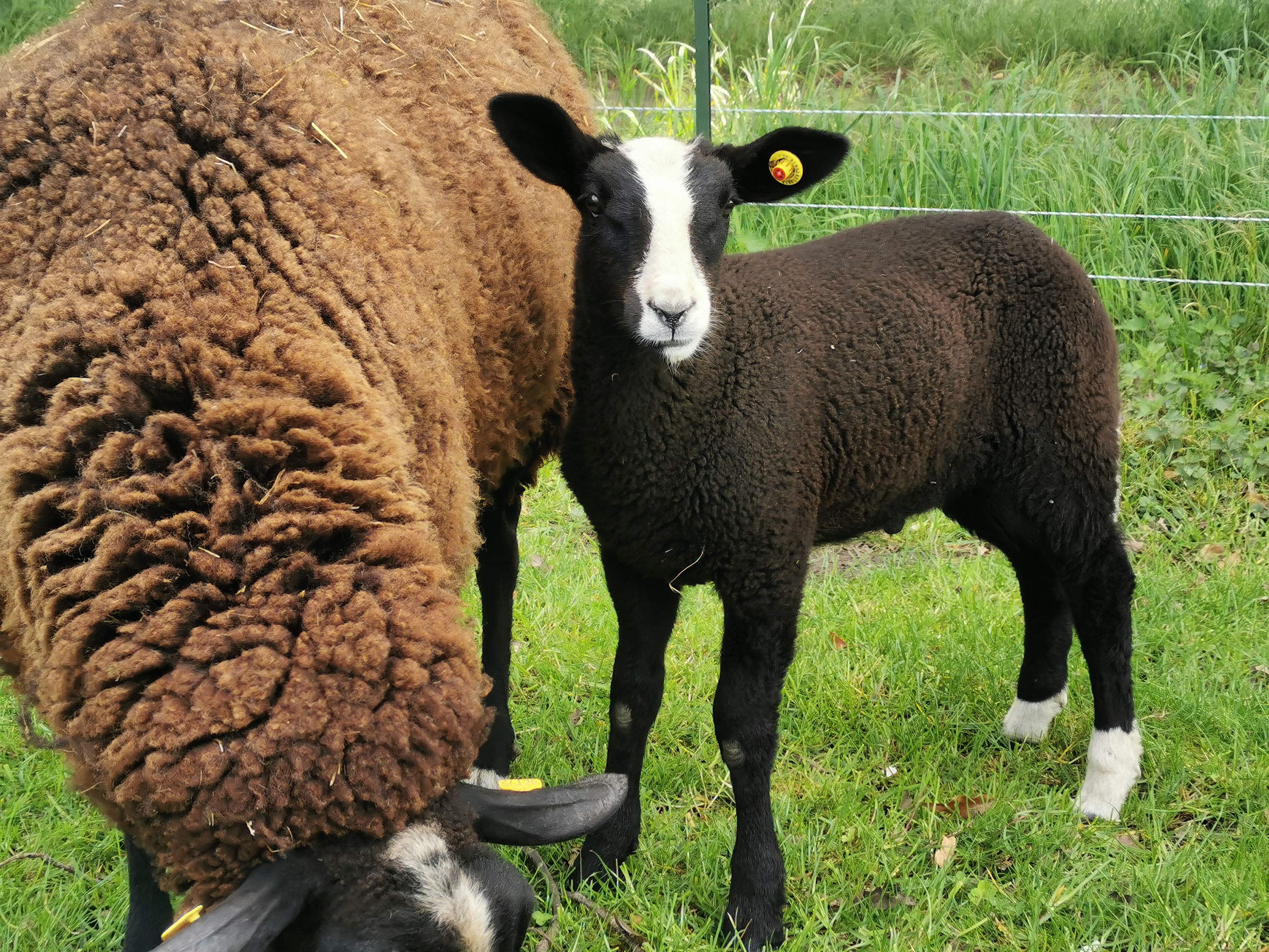 Mutterschaf mit Bocklamm 2020